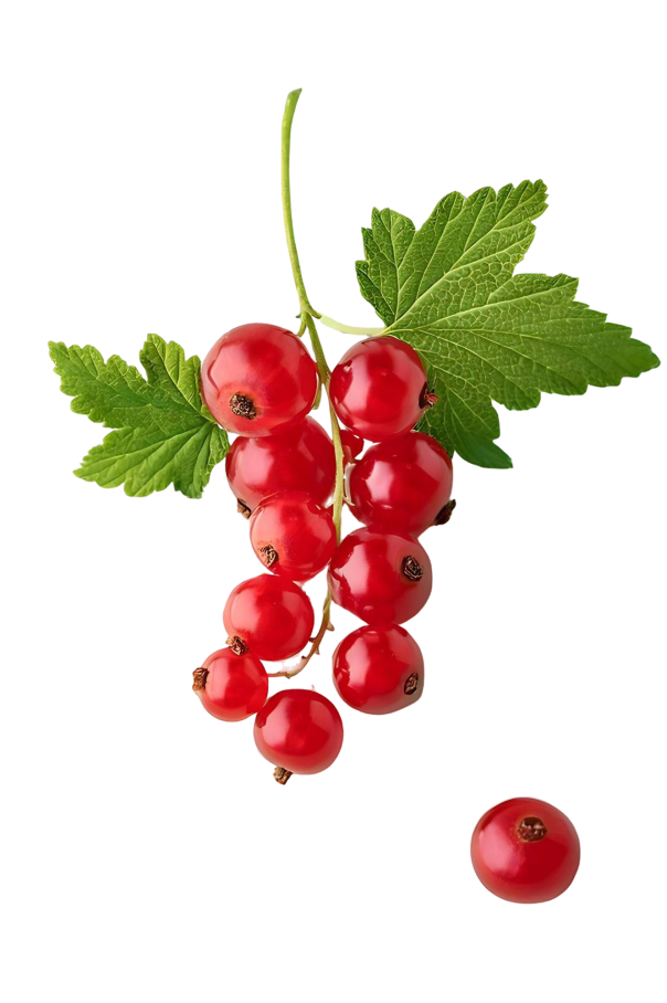 redcurrant-cluster-with-green-leaves